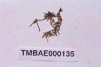 藏品(淡葉偏蒴苔)的圖片